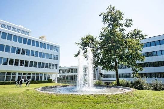 Large circular water fountain in courtyard between modern white office buildings with a black and white cow sculpture on gree